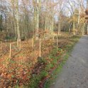 Geografisches Arboretum Rombergpark am 17,102018 (81)